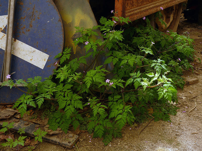 Geranium robertianum / Geranio di San Roberto